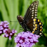 black swallowtail